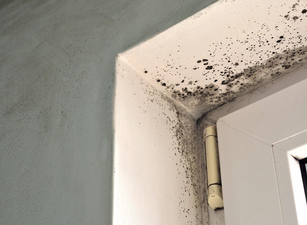 mold damage in a wall